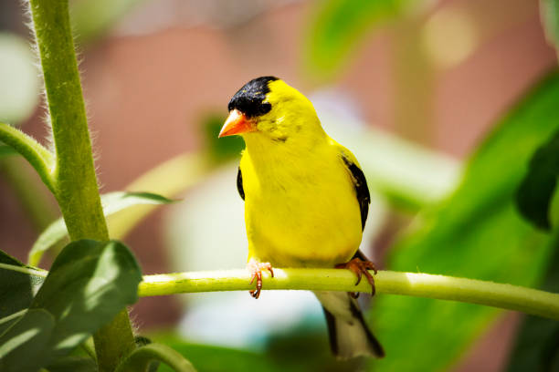 an american gold finch perches on a sunflower branch in a backyard garden. - american goldfinch branch perching finch imagens e fotografias de stock