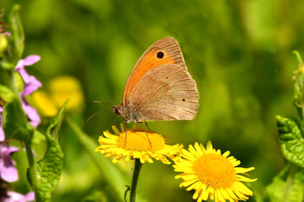 istock Meadow brown, butterfly on a yellow flower 1332178402