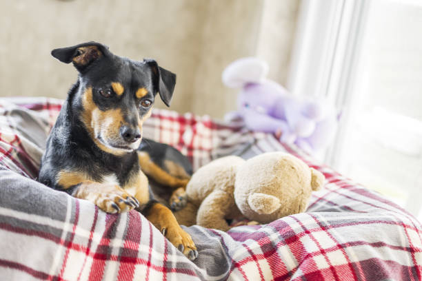 istock Beautiful dog resting with his teddy 1332179475