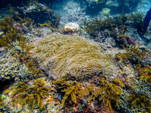istock coral reef in the Indian ocean 1332179766
