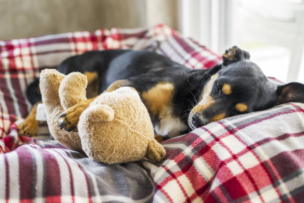 istock Beautiful dog resting with his teddy 1332179777