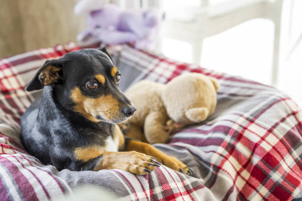 istock Beautiful dog resting with his teddy 1332180529
