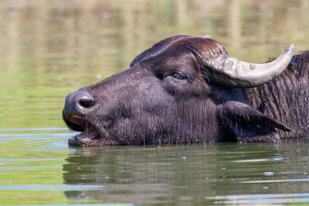 istock Greece, Buffalo bathing in Kerkini lake. 1332180850