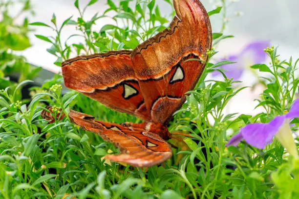 Attacus dohertyi is large moth from Peacock-eye family. Beautiful butterfly sitting on green plant in park