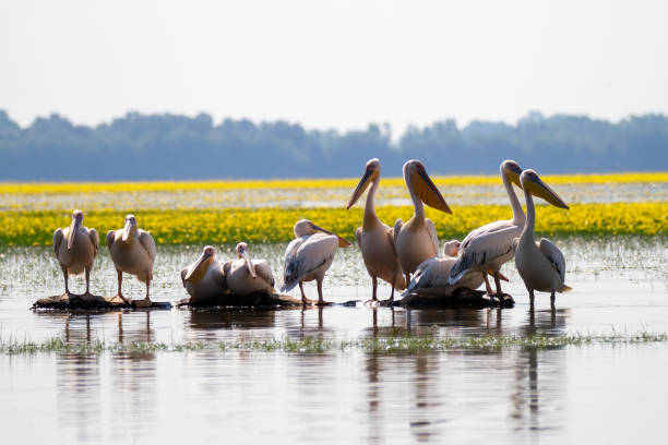 Greece, Pelican on Lake Kerkini