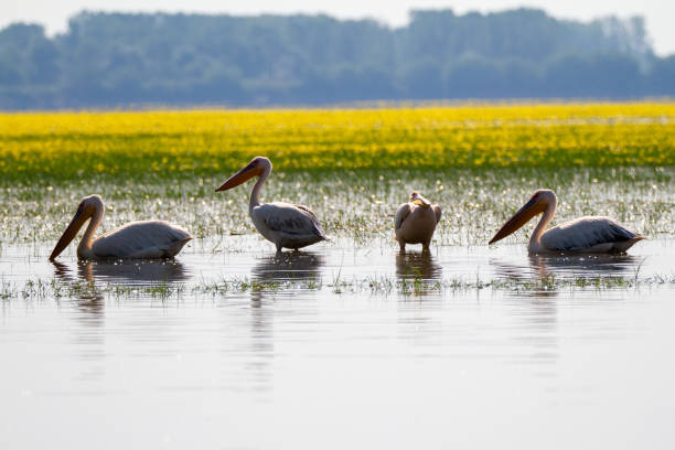 istock Greece, Pelican on Lake Kerkini 1332180908