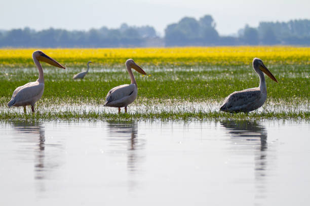 istock Greece, Pelican on Lake Kerkini 1332180919