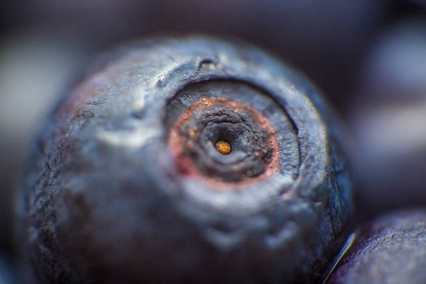 macro photography of blueberries