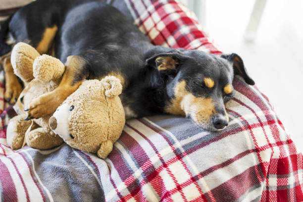 istock Beautiful dog resting with his teddy 1332182448