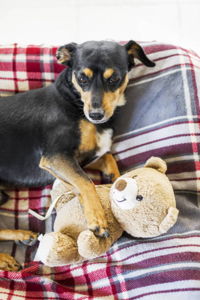 istock Beautiful dog resting with his teddy 1332182699