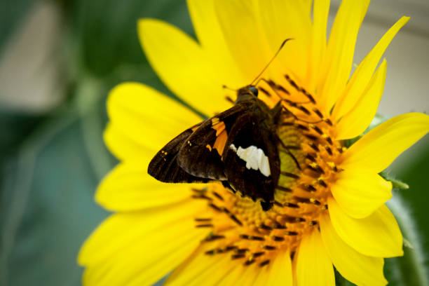 butterfly flying to the sunflower in eyeglasses