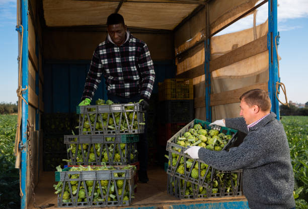 istock Farmers loading truck with artichokes 1332183926