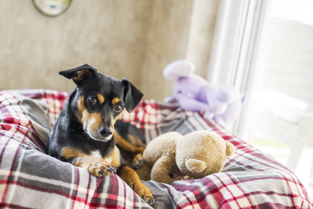 istock Beautiful dog resting with his teddy 1332184118