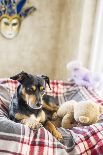 istock Beautiful dog resting with his teddy 1332184421