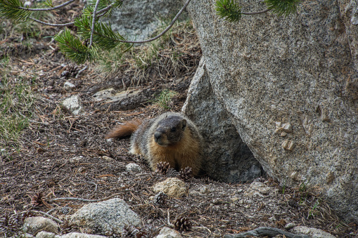 Marmot on the ground in Yosemite
