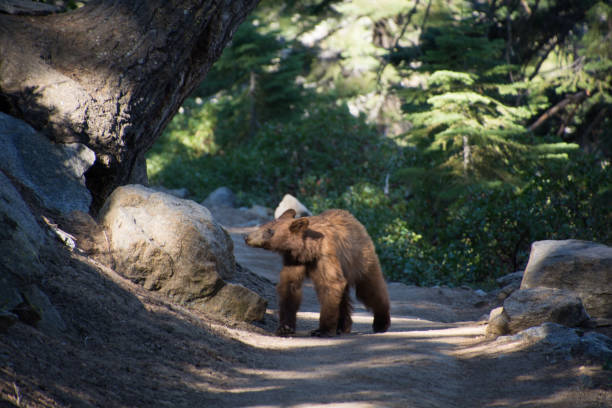 istock A brown black bear on the hiking trail 1332185418