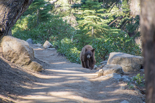 Black bear in Yosemite National Park