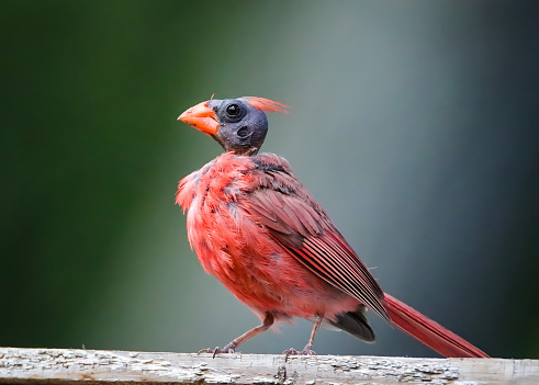 A bold ( molting ) cardinal standing on a fence