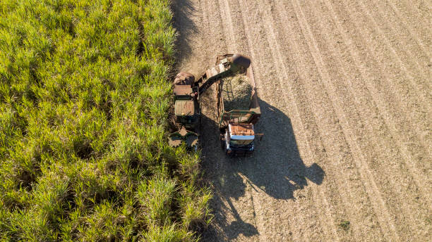 istock Sugarcane Silage Machine. Sugar cane plantation. 1332186572