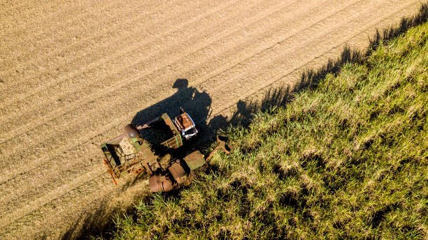 istock Mechanical harvesting of sugar cane. 1332186585