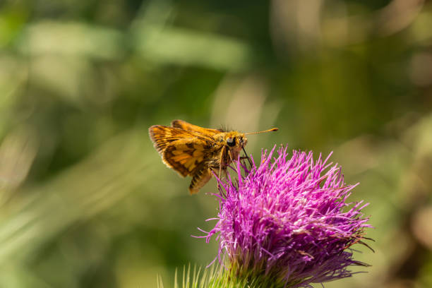 istock Peck's Skipper Feeding on Bull Thistle in Springtime 1332187988