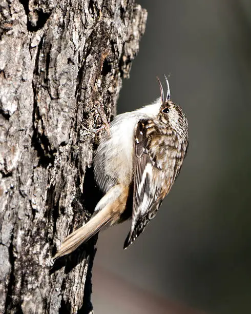 Brown Creeper bird close-up creeping on a tree trunk looking for insect in its environment and habitat and displaying brown camouflage feathers, curved claws hook. Close-up. Tree creeper Image. Picture. Portrait.