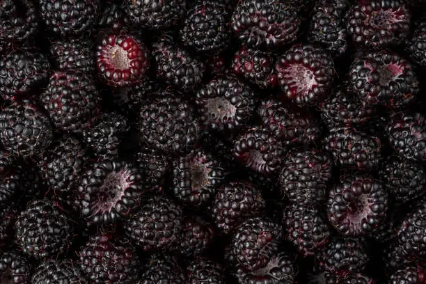 Black raspberries background. Top view.