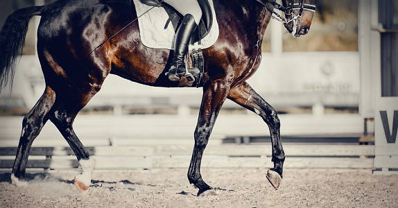 Equestrian sport. The legs of a dressage horse running at a trot. The leg of the rider in the stirrup, riding on a horse
