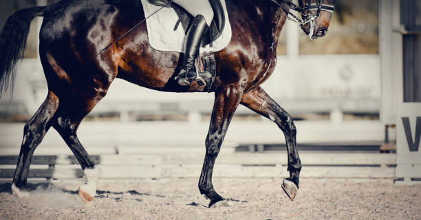sport jeździecki. nogi konia ujeżdżeniowego biegnącego kłusem. noga jeźdźca w strzemionie, jazda na koniu - pack animal zdjęcia i obrazy z banku zdjęć