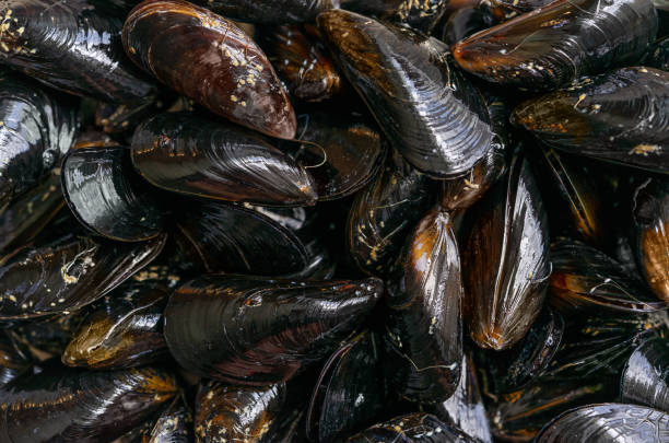 istock Sea mussels background 1332188717
