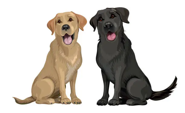 Vector illustration of Yellow and black labrador retriever sitting isolated on white. Young and friendly dogs.