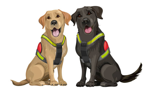 A team of rescue dogs, a yellow and black young labrador retriever, dogs for searching people under ruined buildings after an earthquake, a terrorist attack, and a tornado A team of rescue dogs, a yellow and black young labrador retriever, dogs for searching people under ruined buildings after an earthquake, a terrorist attack. rescued dog stock illustrations