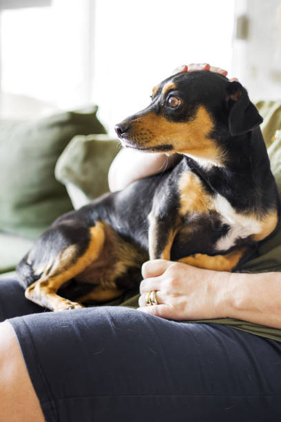 istock Women resting with her dog 1332190330