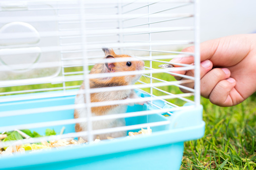 hamster in his cage, feeding him