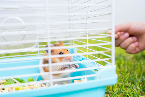 hamster in his cage, feeding him