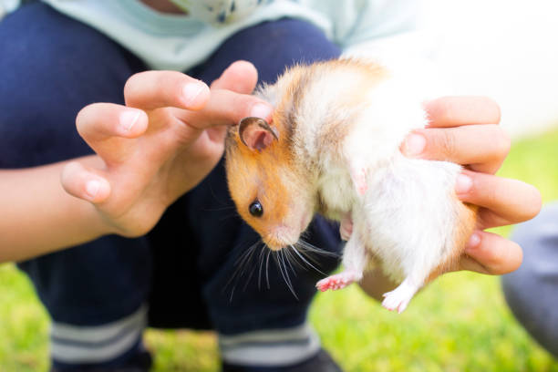 istock child holding hamster in the yard 1332190392