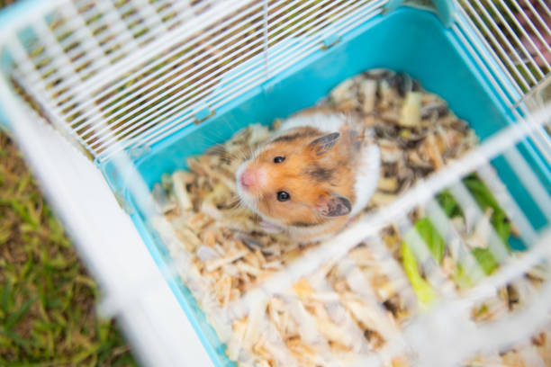 istock child playing with hamster in the yard 1332190474