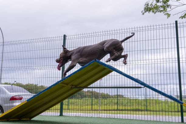 istock Pit bull dog playing in the park. Going up the ramp to exercise 1332190895