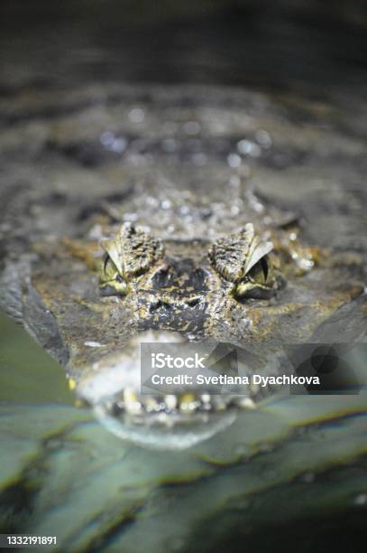 Crocodile Head Stock Photo - Download Image Now - Eye, Alligator, Crocodile