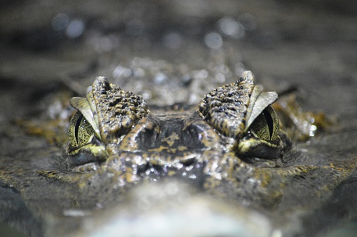 Big crocodile close up