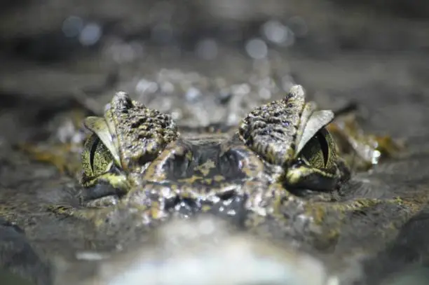 Photo of Crocodile eyes