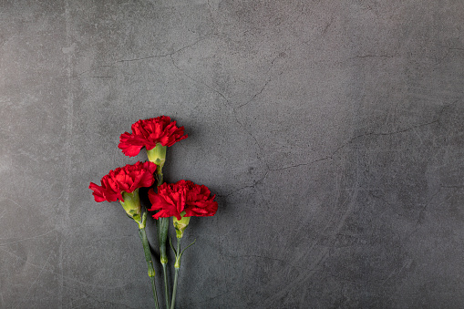 Three carnation flowers on a dark background. Flat lay. Copy space.
