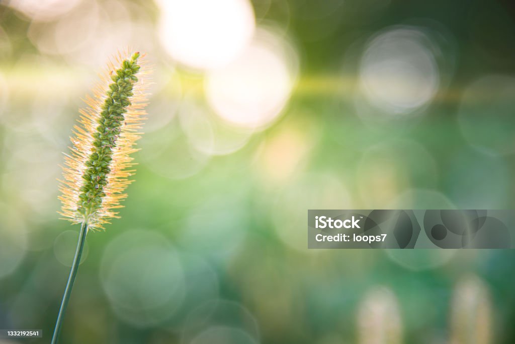 Morning Light Morning in the Green Wild Field Nature Stock Photo