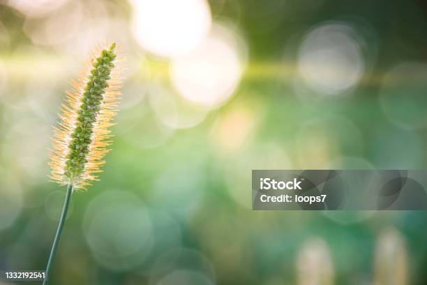 Morning Light Stock Photo - Download Image Now - Nature, Macrophotography, Grass