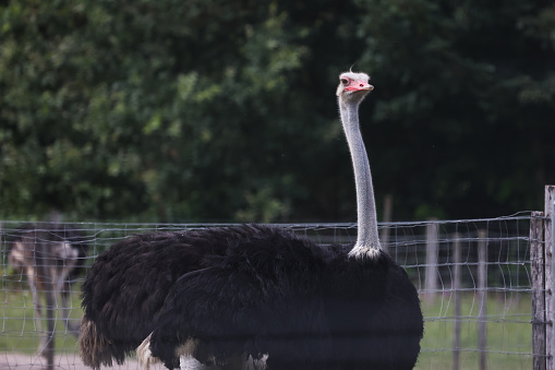 Portrait of an ostrich on an ostrich farm.