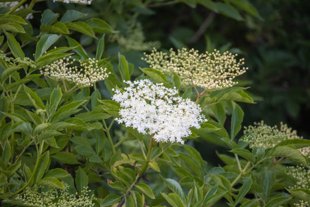 istock Bough of elderflower in sunlight 1332195654