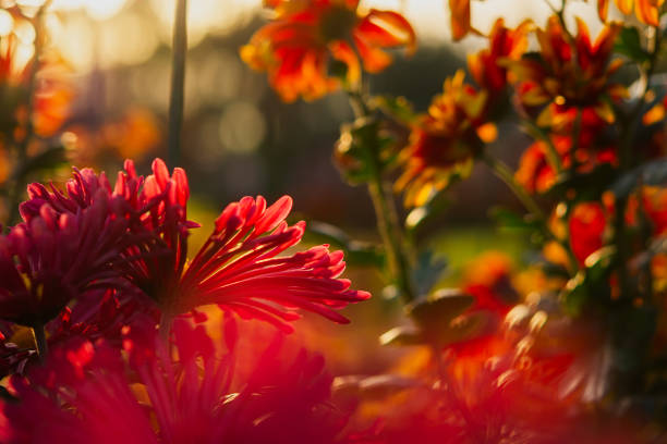 Red chrysanthemums autumn garden. Bright sunlight through the flower petals. stock photo