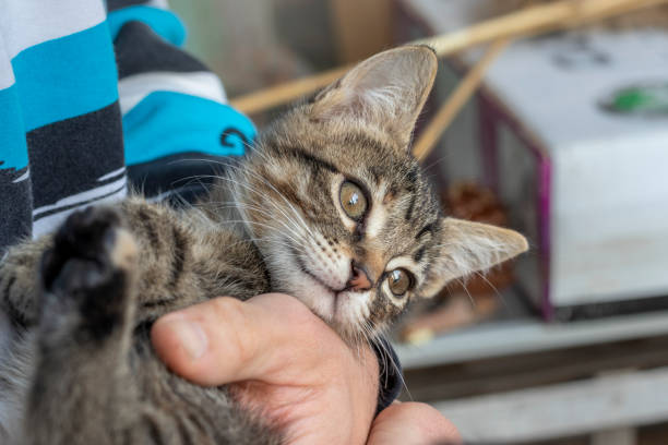 istock Striped kitten in kind male hands. 1332196649