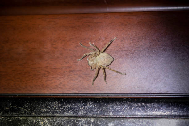 House spider (Tegenaria domestica) in stairwell of an apartment building House spider in stairwell of an apartment building. On  front door to apartment, outside. Horizontal spinning web stock pictures, royalty-free photos & images