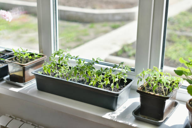 istock Pot with tomato sprouts is on the windowsill 1332197119